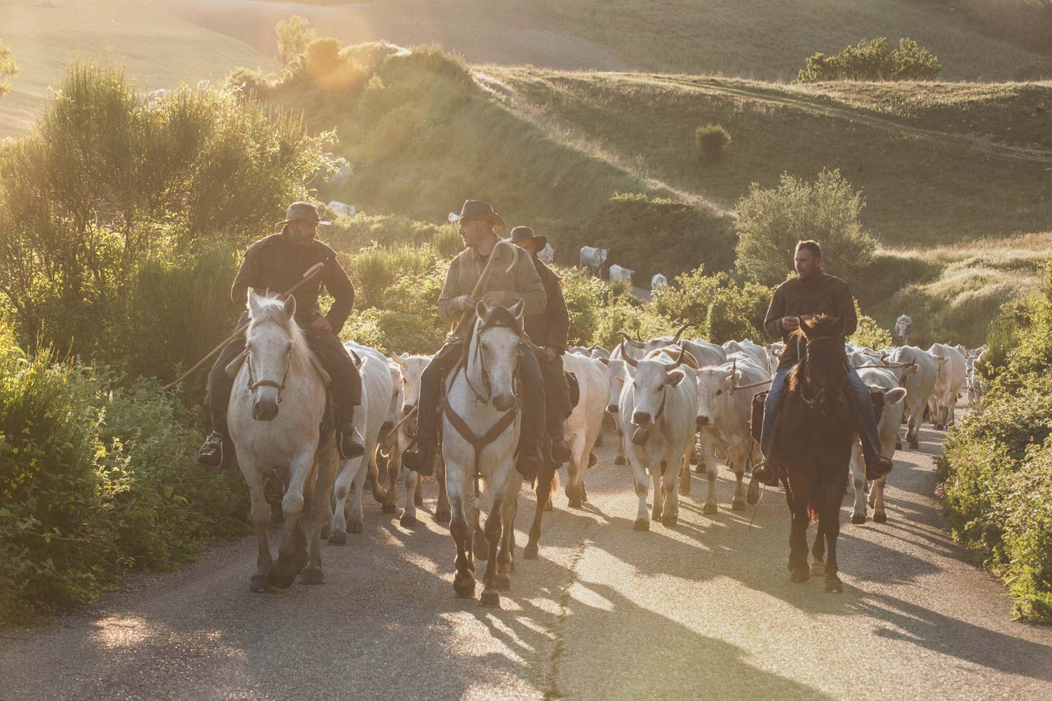 Transumanza D'Italia 2019 Dalla Puglia Al Molise: Dal 22 Al 25 Maggio